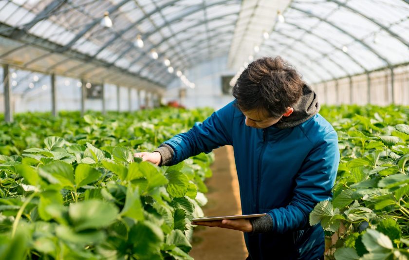 Researcher with a tablet computer in a greenhouse